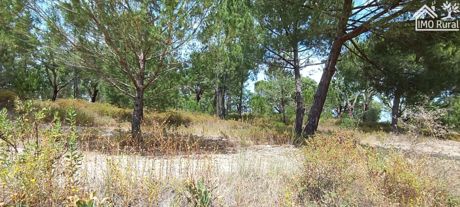 Terreno para Venda em São Jose da Lamarosa Foto 26