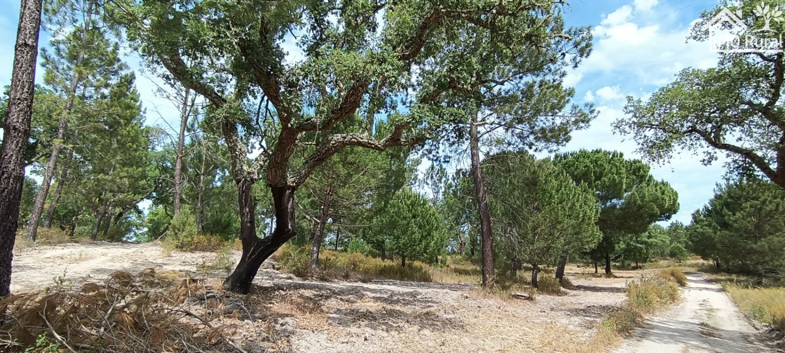 Terreno para Venda em São Jose da Lamarosa Foto 28