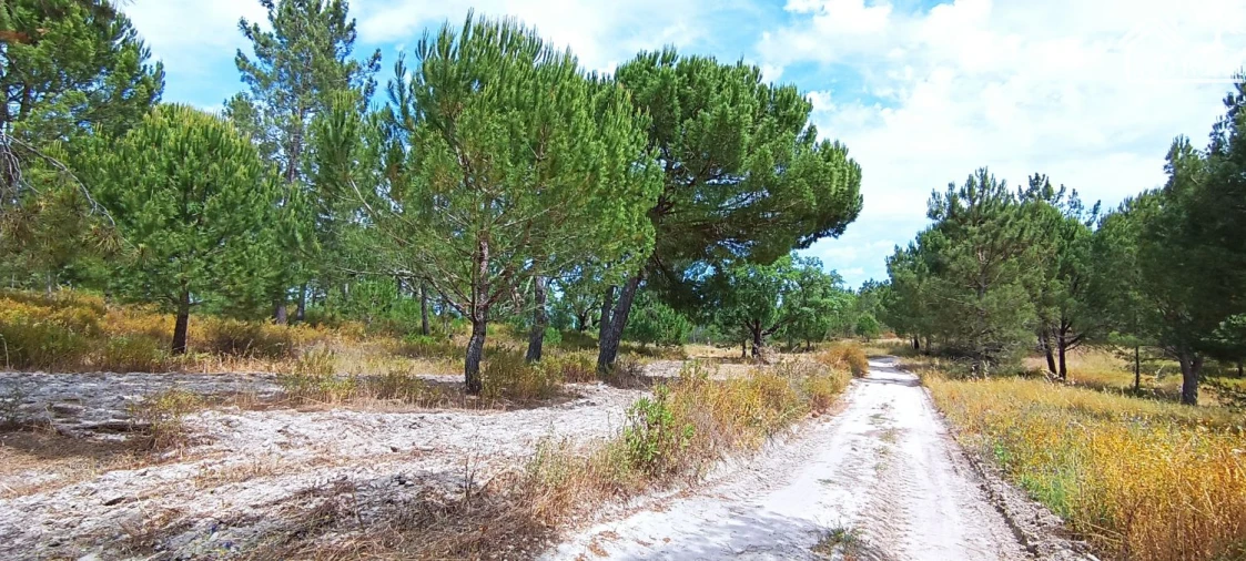 Terreno para Venda em São Jose da Lamarosa Foto 1