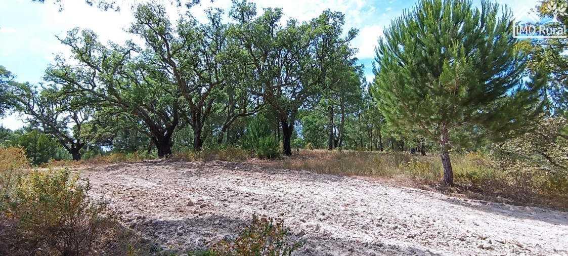 Terreno para Venda em São Jose da Lamarosa Foto 22