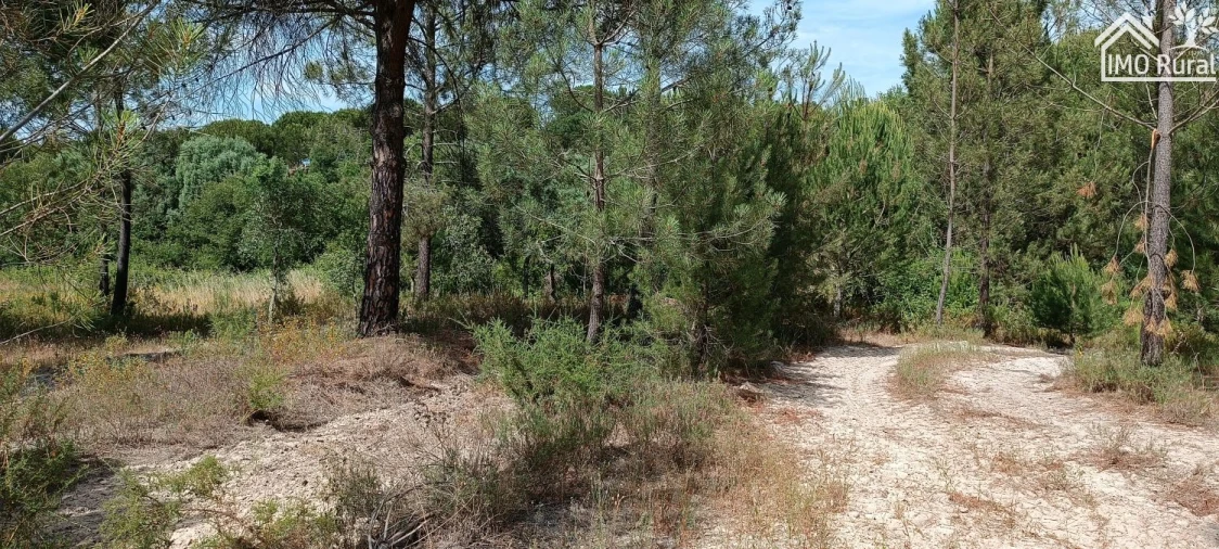 Terreno para Venda em São Jose da Lamarosa Foto 47