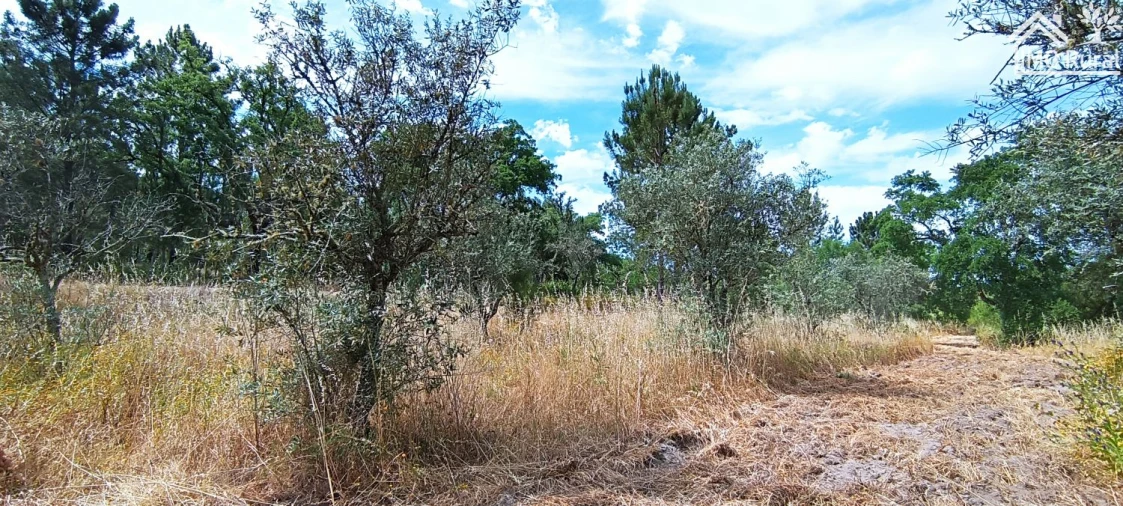 Terreno para Venda em São Jose da Lamarosa Foto 17