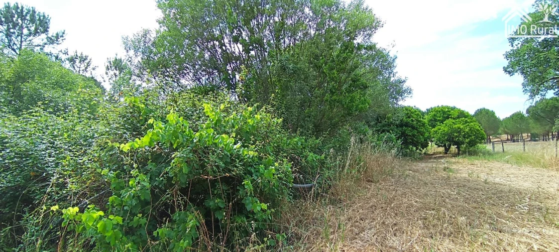 Terreno para Venda em São Jose da Lamarosa Foto 51