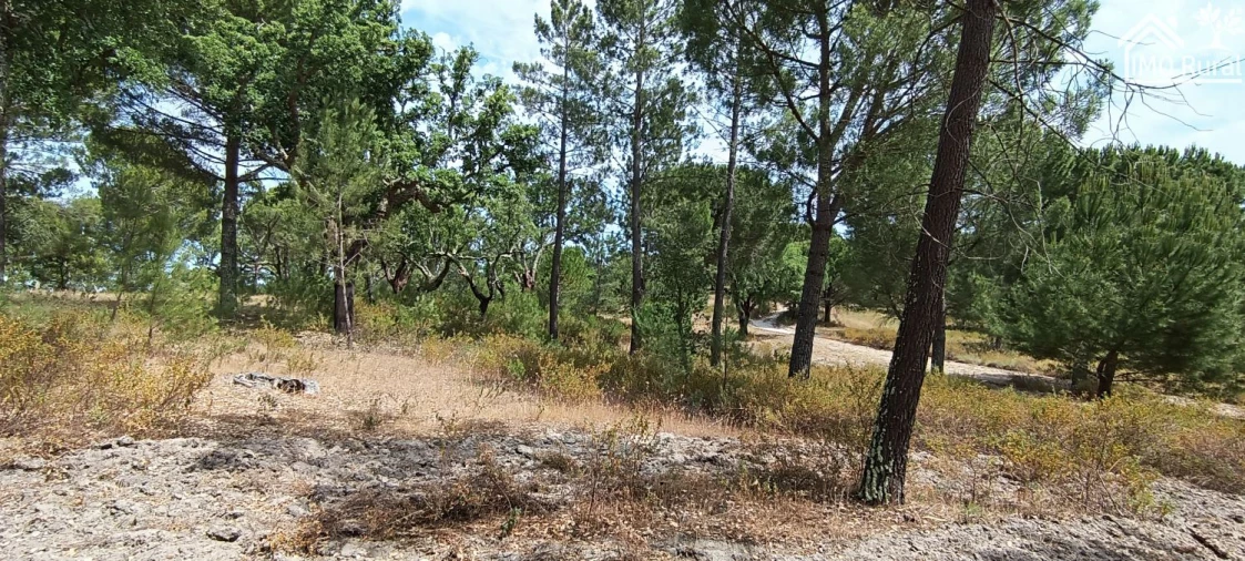 Terreno para Venda em São Jose da Lamarosa Foto 29