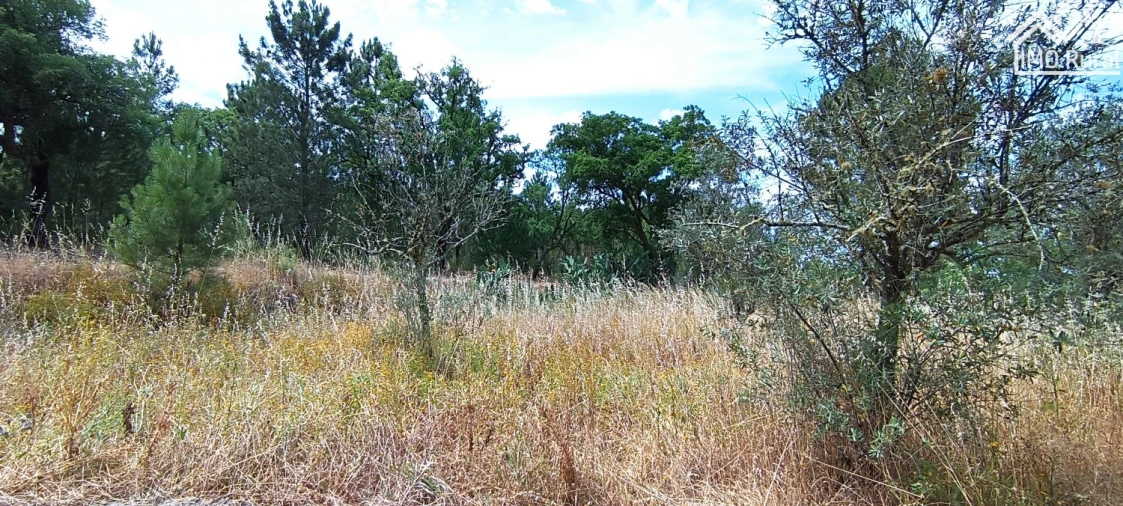 Terreno para Venda em São Jose da Lamarosa Foto 20