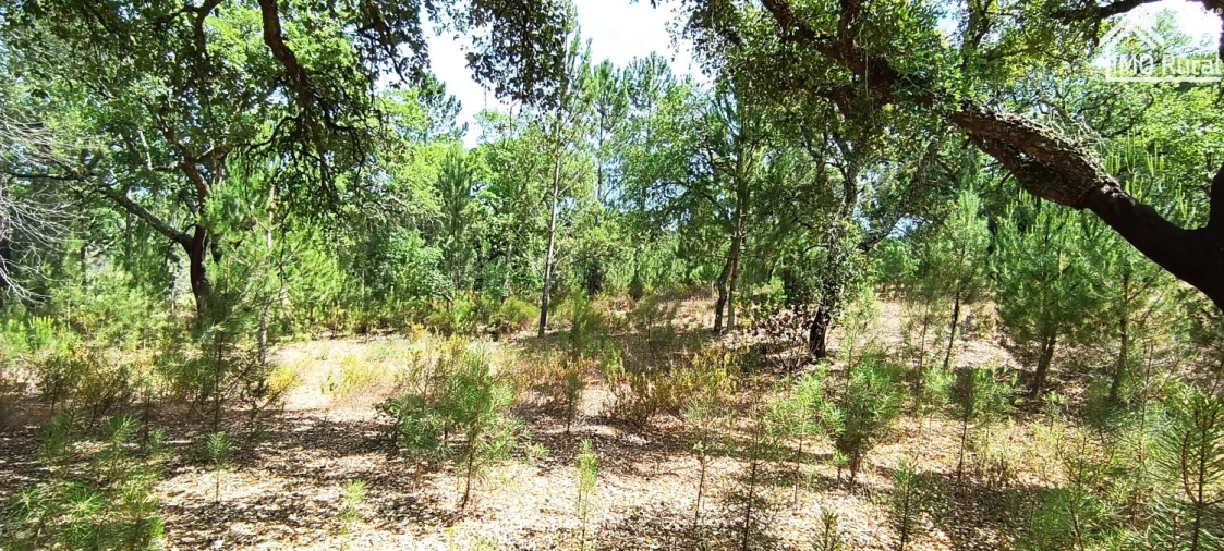 Terreno para Venda em São Jose da Lamarosa Foto 33