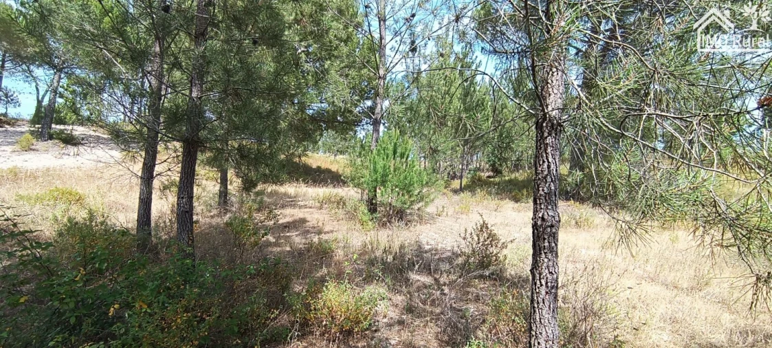 Terreno para Venda em São Jose da Lamarosa Foto 4