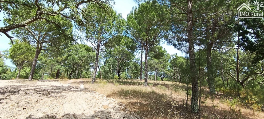 Terreno para Venda em São Jose da Lamarosa Foto 30