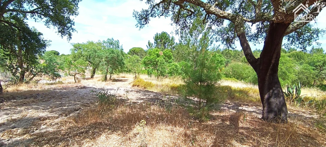 Terreno para Venda em São Jose da Lamarosa Foto 35