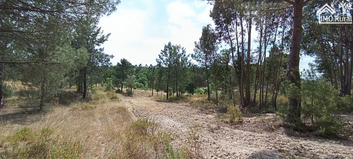 Terreno para Venda em São Jose da Lamarosa Foto 40