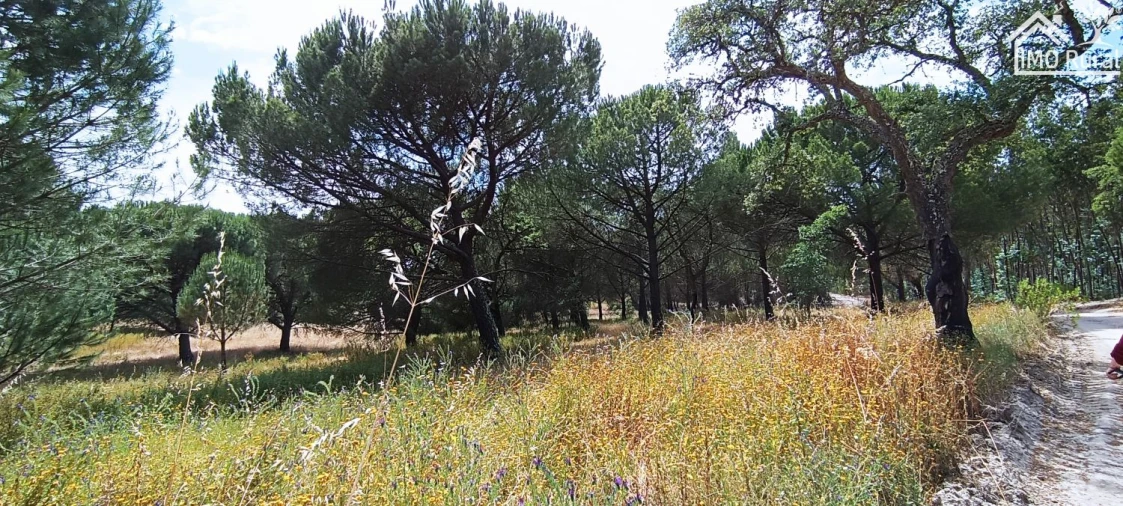 Terreno para Venda em São Jose da Lamarosa Foto 25