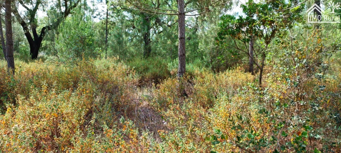 Terreno para Venda em São Jose da Lamarosa Foto 21