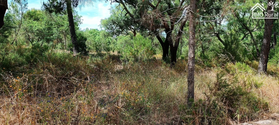 Terreno para Venda em São Jose da Lamarosa Foto 11
