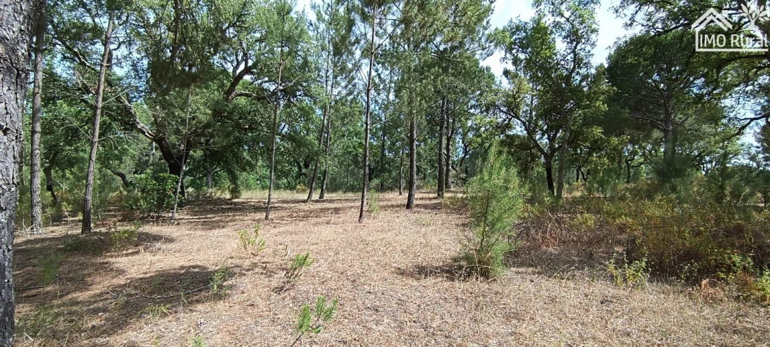 Terreno para Venda em São Jose da Lamarosa Foto 32