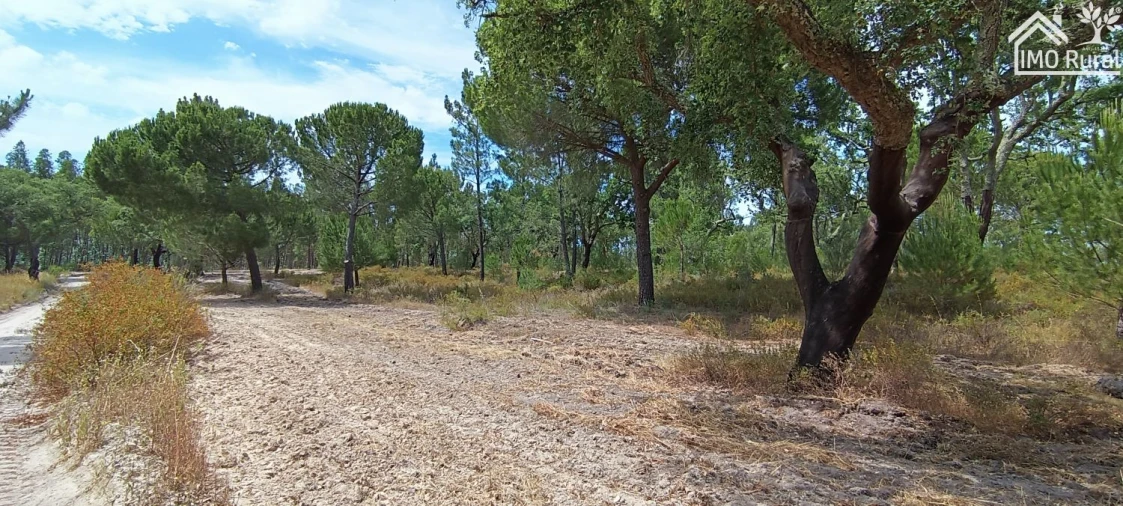 Terreno para Venda em São Jose da Lamarosa Foto 24
