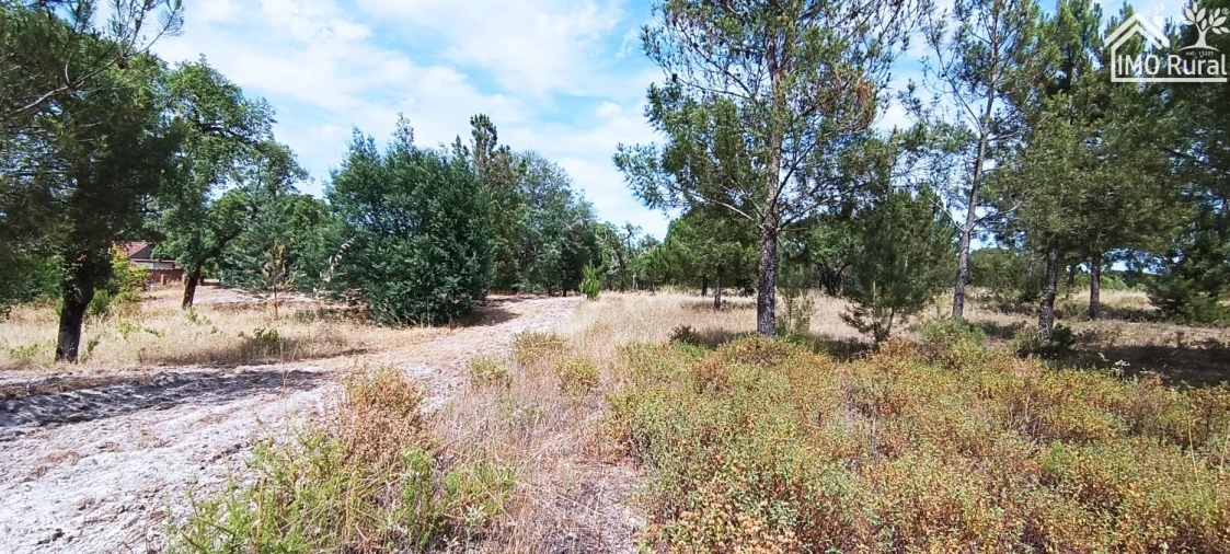 Terreno para Venda em São Jose da Lamarosa Foto 43