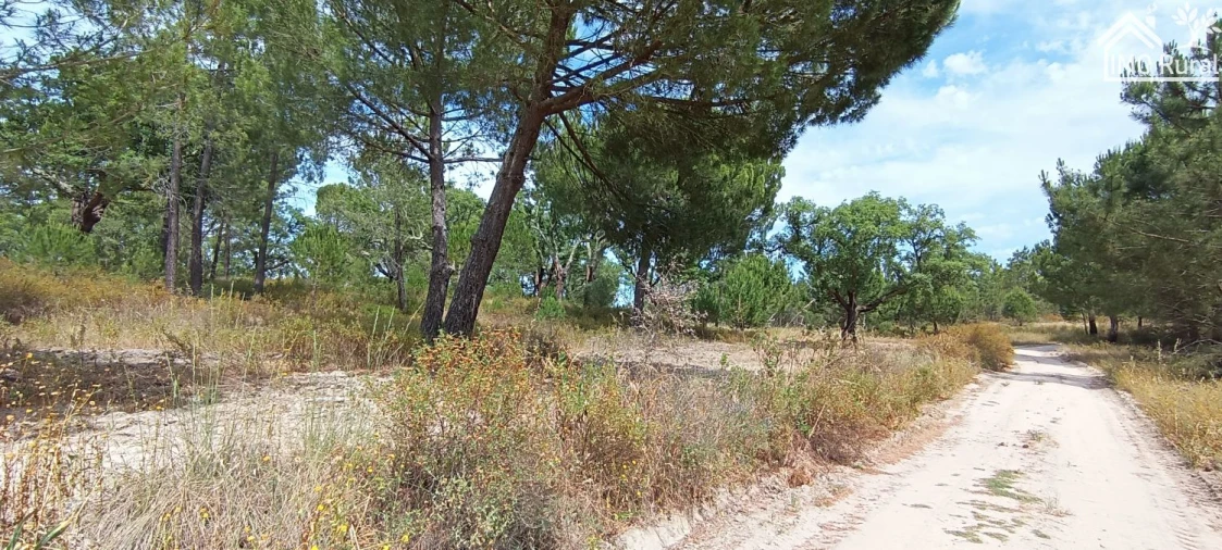 Terreno para Venda em São Jose da Lamarosa Foto 27
