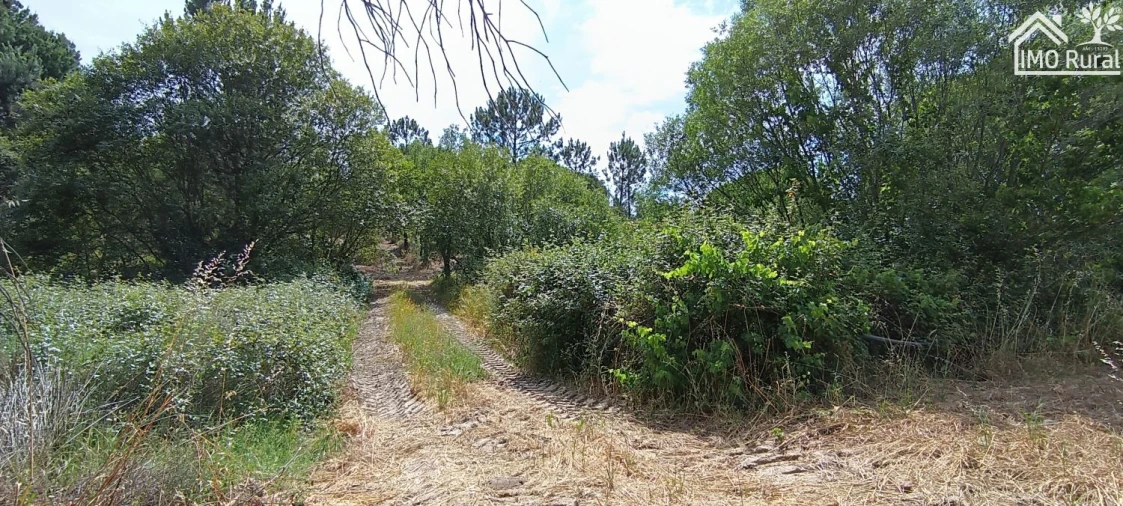 Terreno para Venda em São Jose da Lamarosa Foto 52