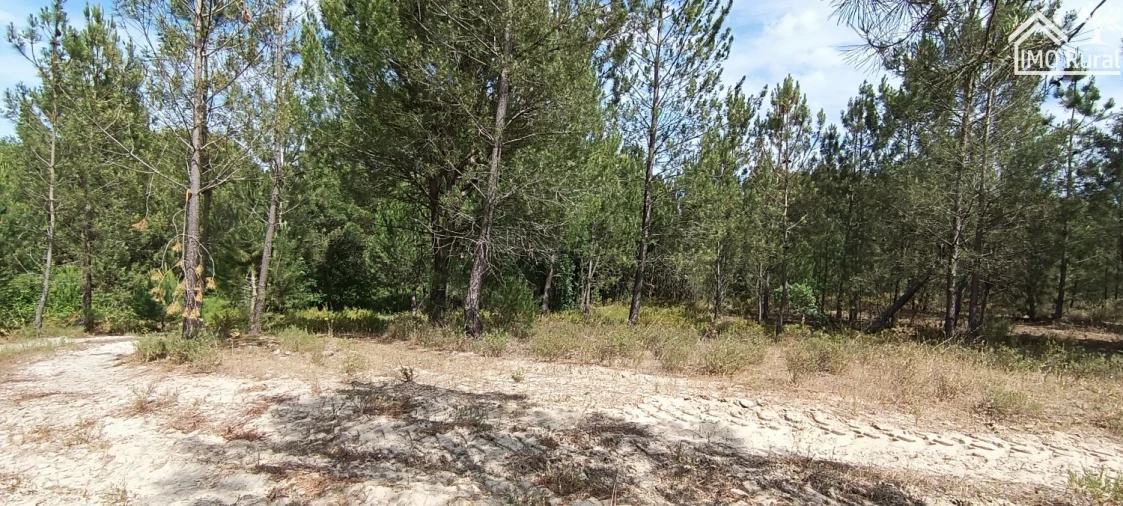 Terreno para Venda em São Jose da Lamarosa Foto 48