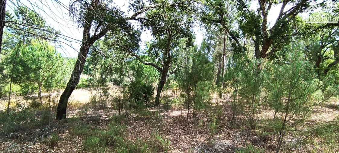 Terreno para Venda em São Jose da Lamarosa Foto 34
