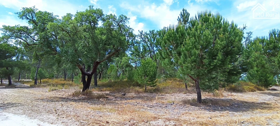 Terreno para Venda em São Jose da Lamarosa Foto 2