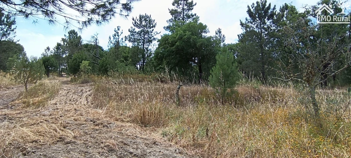 Terreno para Venda em São Jose da Lamarosa Foto 13