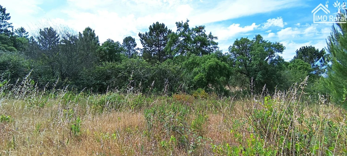 Terreno para Venda em São Jose da Lamarosa Foto 12