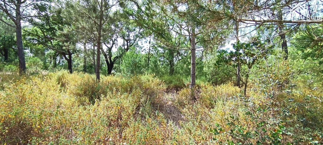 Terreno para Venda em São Jose da Lamarosa Foto 3