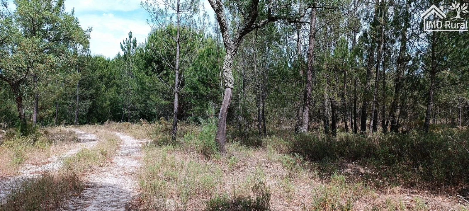 Terreno para Venda em São Jose da Lamarosa Foto 46