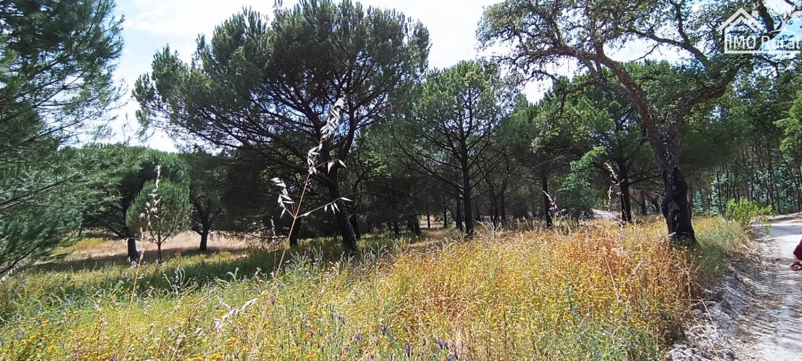 Terreno para Venda em São Jose da Lamarosa Foto 25