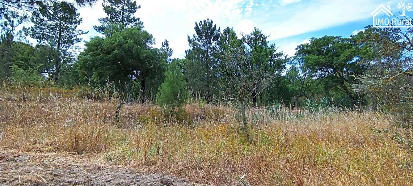 Terreno para Venda em São Jose da Lamarosa Foto 19