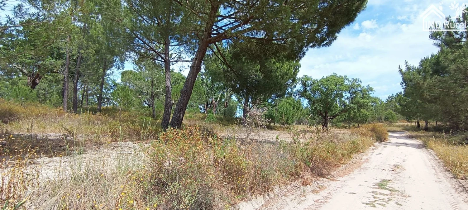 Terreno para Venda em São Jose da Lamarosa Foto 27