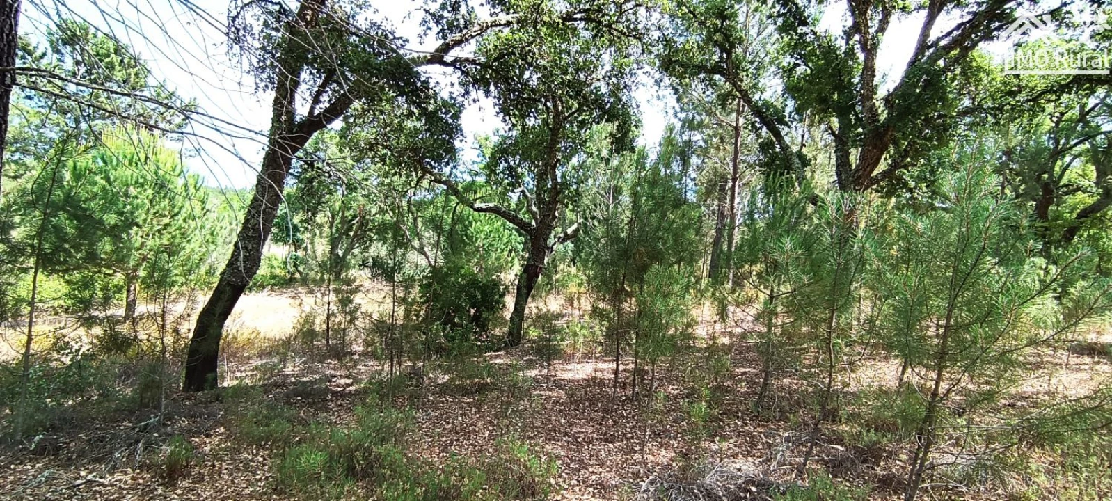 Terreno para Venda em São Jose da Lamarosa Foto 34
