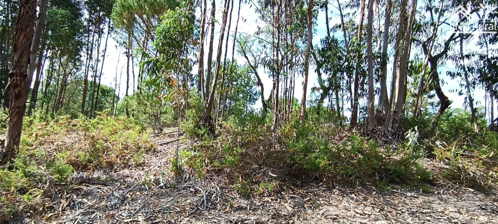 Terreno para Venda em São Jose da Lamarosa Foto 42
