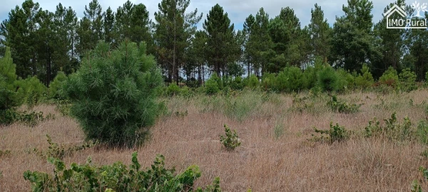 Terreno para Venda em Salvaterra de Magos e Foros de Salvaterra