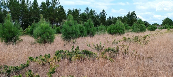 Terreno para Venda em Salvaterra de Magos e Foros de Salvaterra