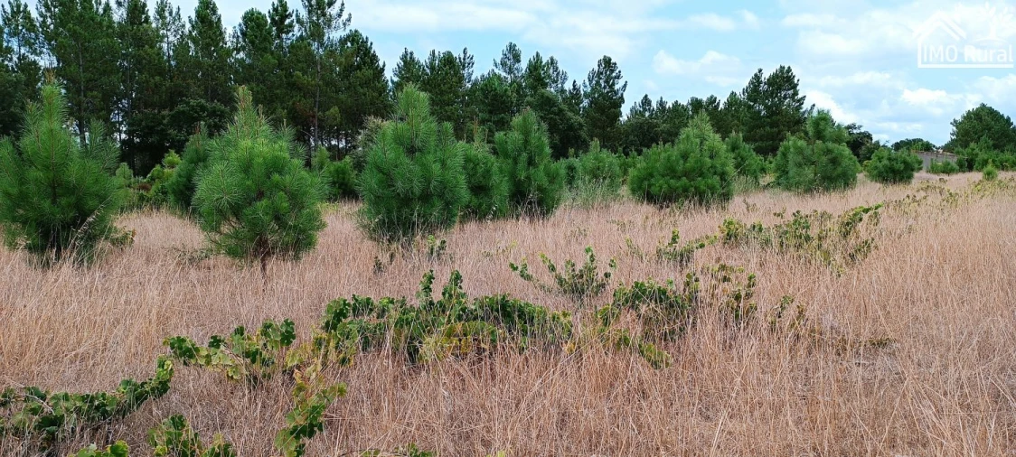 Terreno para Venda em Salvaterra de Magos e Foros de Salvaterra Foto 9