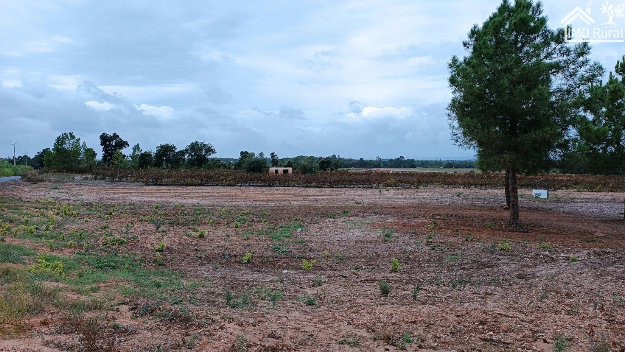 Terreno para Venda em Alpiarça Foto 10