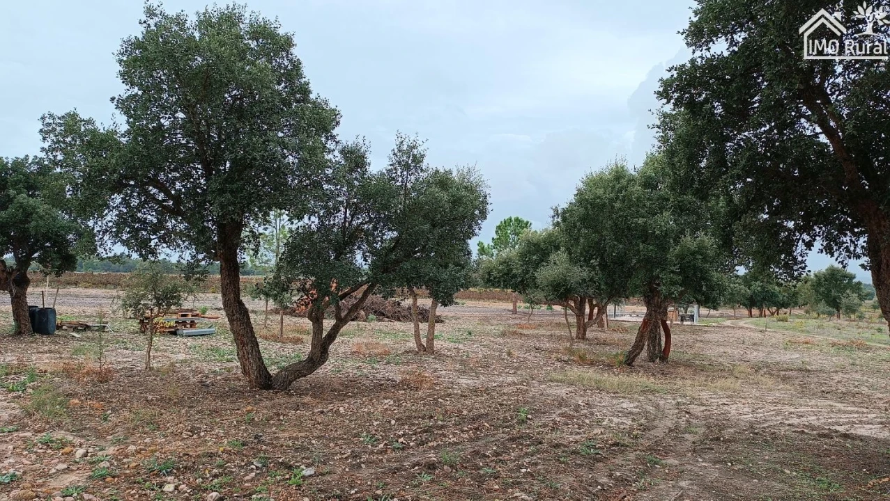 Terreno para Venda em Alpiarça Foto 3