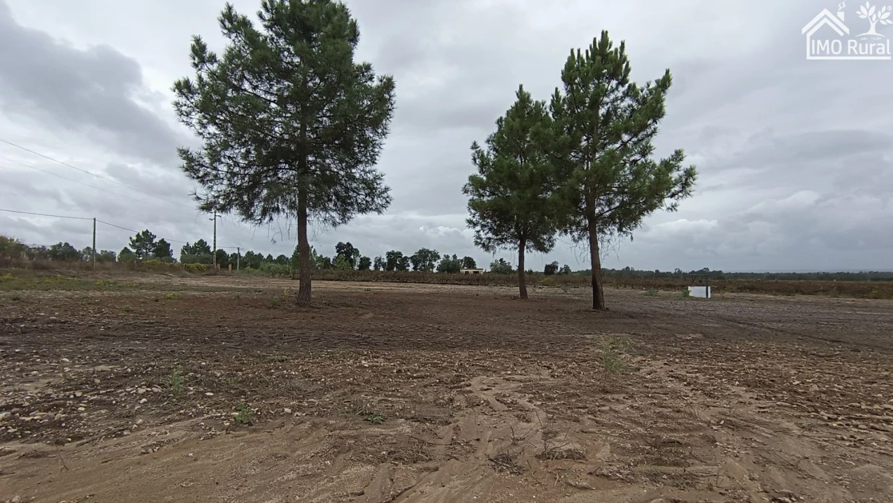Terreno para Venda em Alpiarça Foto 4