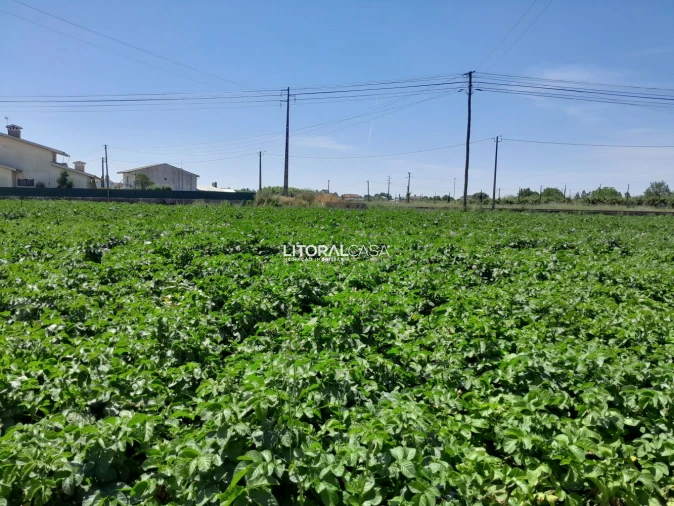 Terreno para Venda em Bustos, Troviscal e Mamarrosa Foto 3