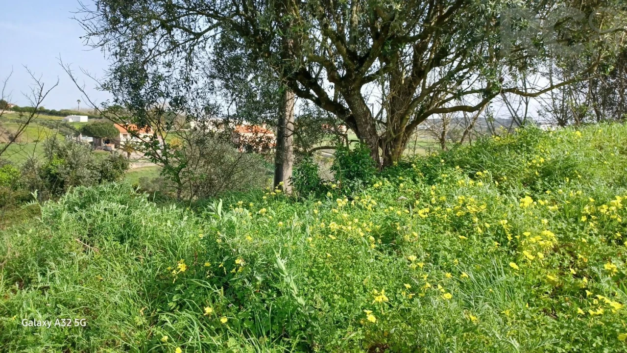 Terreno para Venda em Carvoeira e Carmões Foto 6