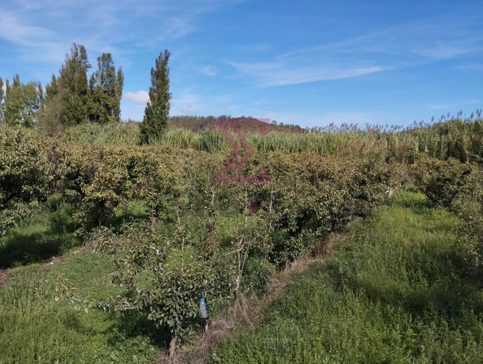 Terreno para Venda em Roliça Foto 3