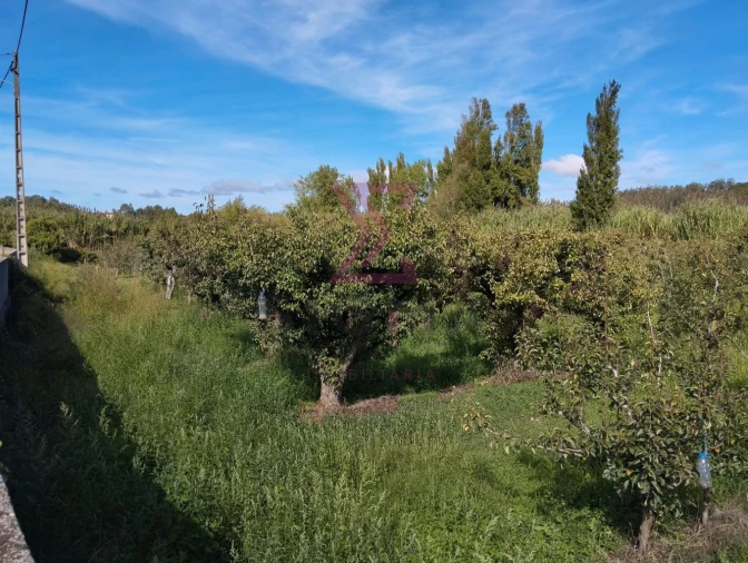 Terreno para Venda em Roliça Foto 2