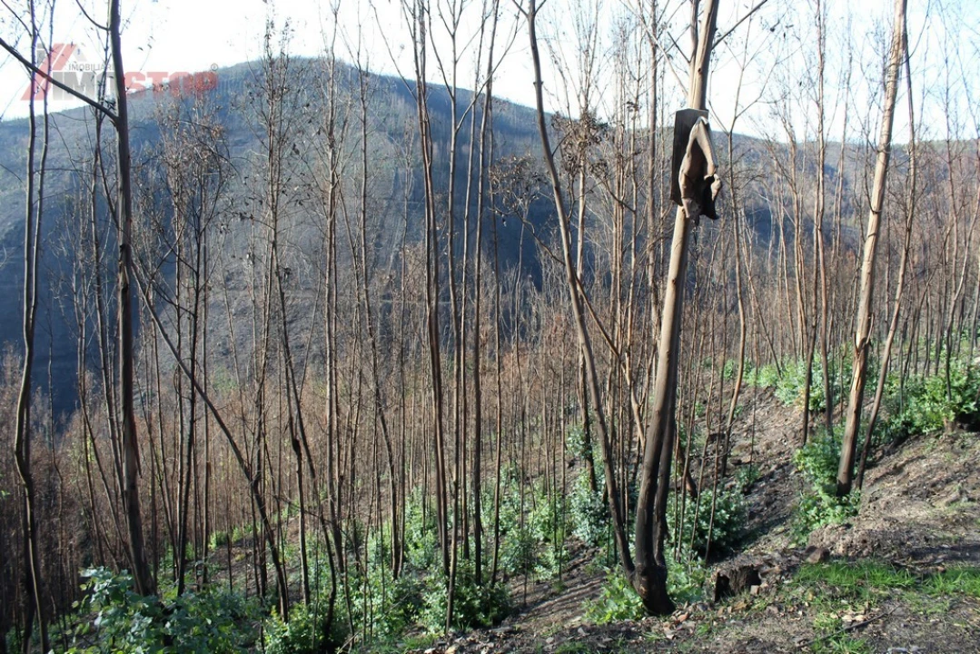 Terreno para Venda em Arouca e Burgo Foto 2