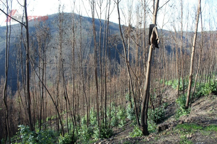 Terreno para Venda em Arouca e Burgo Foto 2