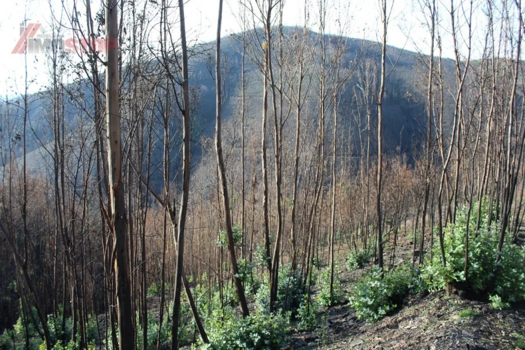 Terreno para Venda em Arouca e Burgo