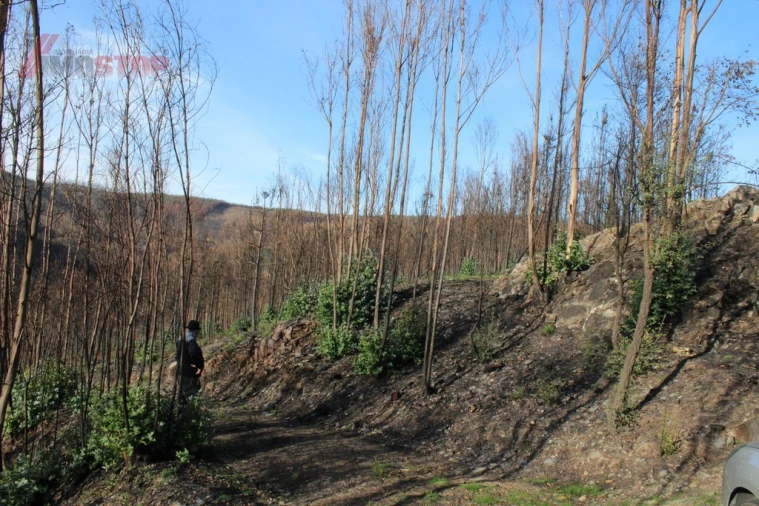 Terreno para Venda em Arouca e Burgo Foto 3