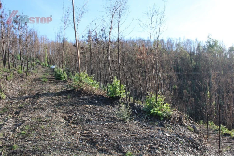 Terreno para Venda em Arouca e Burgo Foto 4