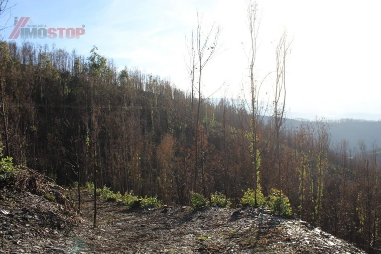 Terreno para Venda em Arouca e Burgo Foto 5